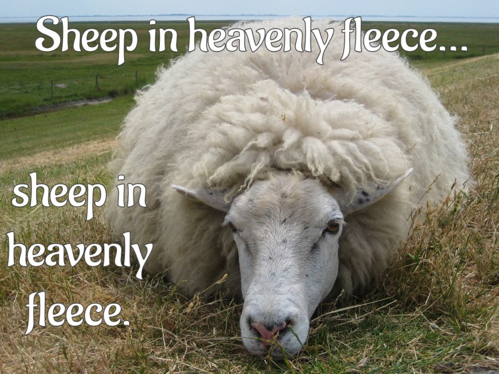Sheep (in heavenly fleece) 