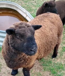 Colored sheep, Babydoll Southdown breed