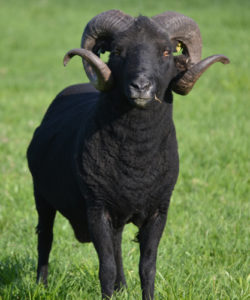 Black sheep with curly horns, Black Welsh Mountain breed