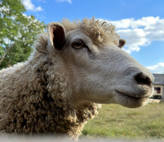 Head of white sheep, Leicester Longwool breed