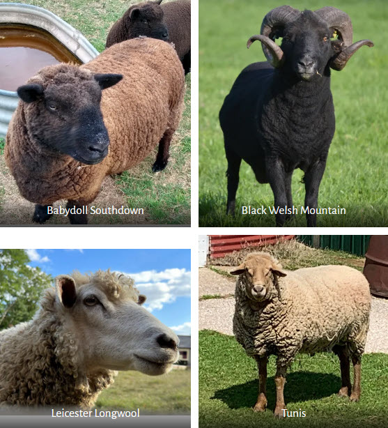 Sheep of four different breeds