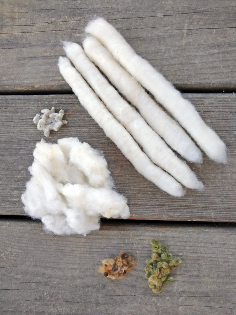 Cotton seeds, carded punis, raw cotton with seeds intact, and seeds of green and brown cotton